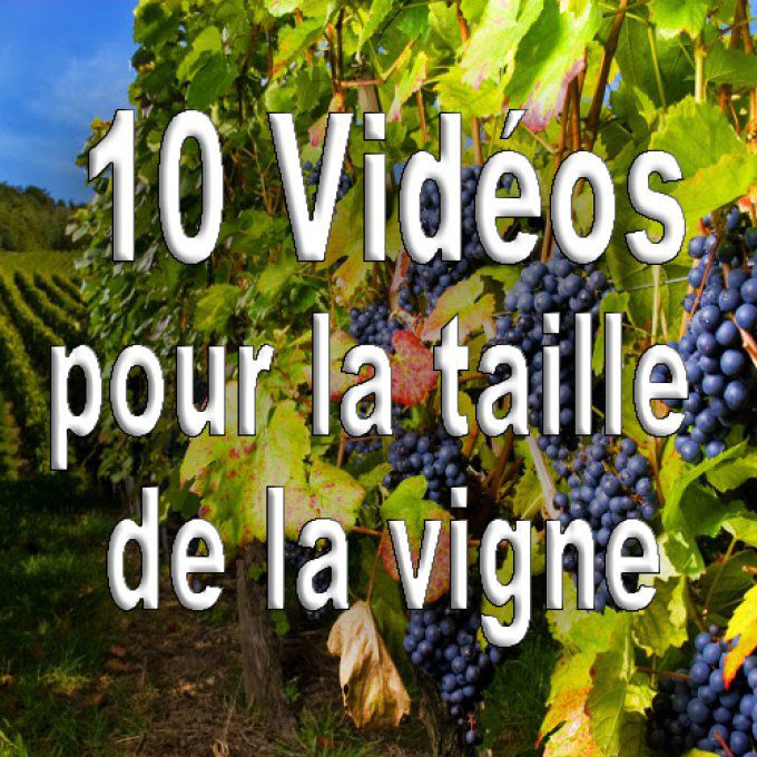 10 vidéos pour réussir à coup sûr la taille de la vigne bio (méthode B.E.H)
