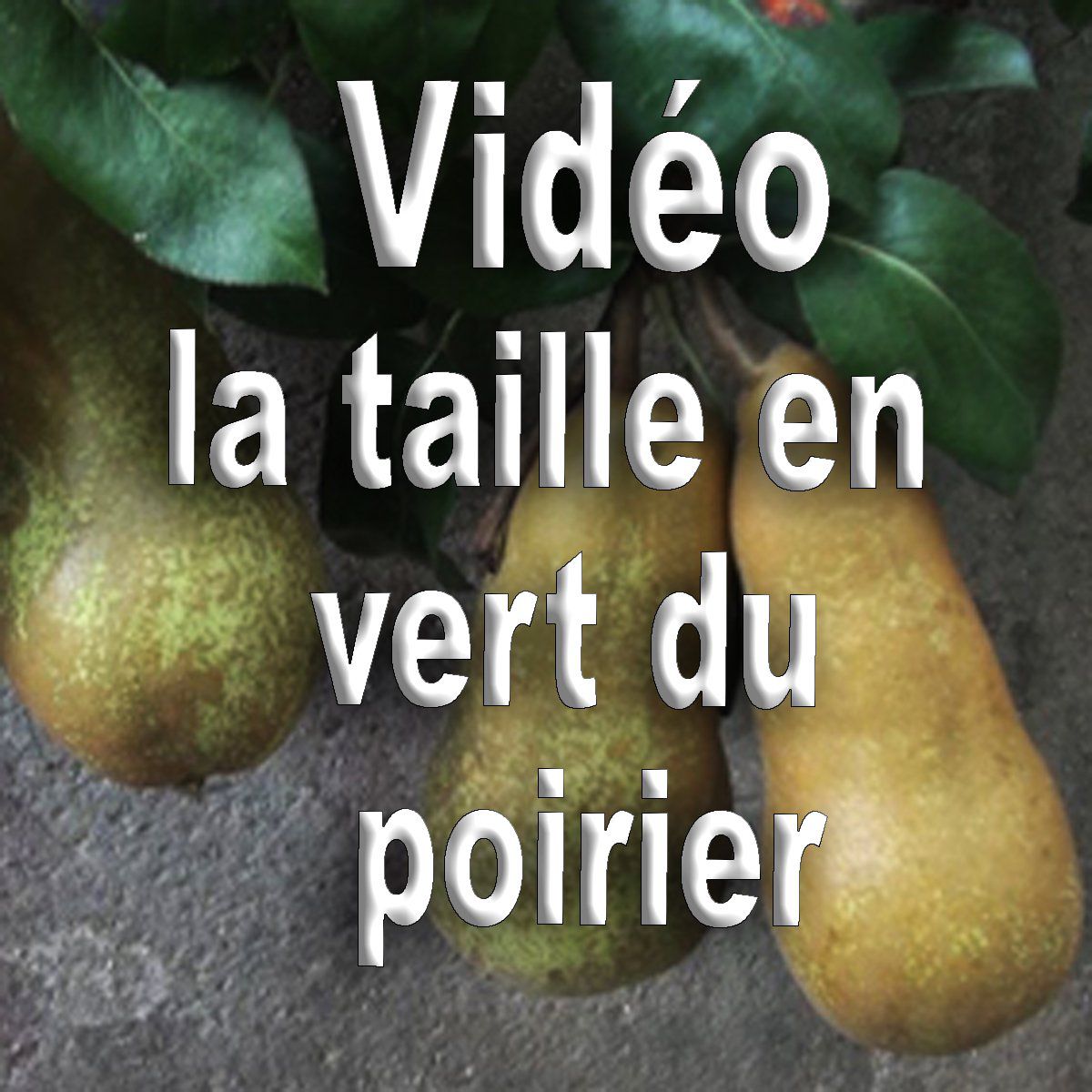 Vidéo comment tailler en vert le poirier bio (méthode B.E.H — free download
