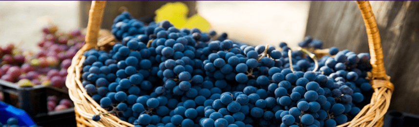 Taille d'hiver de la vigne