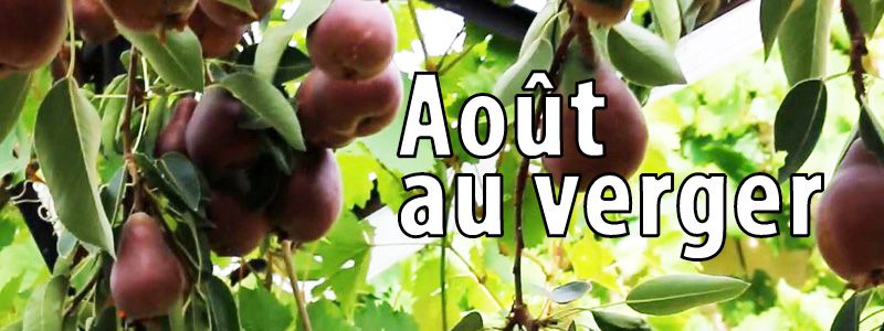 Travaux d'août au verger bio