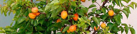 L’abricotier Garden Aprigold