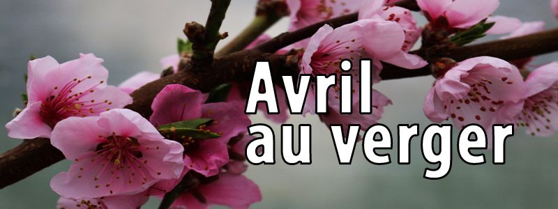 Les travaux d'avril au verger