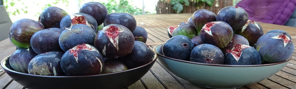 Comment réussir la taille du figuier