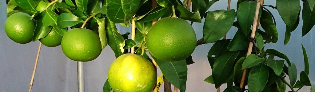 Le pomelos ''STAR RUBY''
