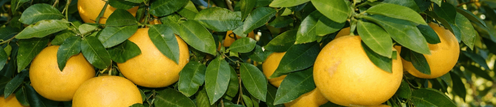 Le Pomelo OROBLANCO ou Sweetie