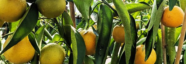 Clémentinier Corse en pot : révélation d’une culture simple qui combine intelligence et abondance