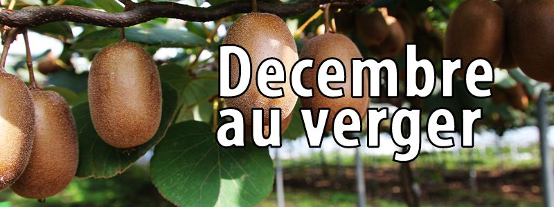 Travaux de décembre au verger bio