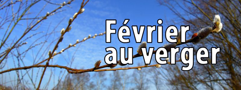 Travaux de février au verger bio