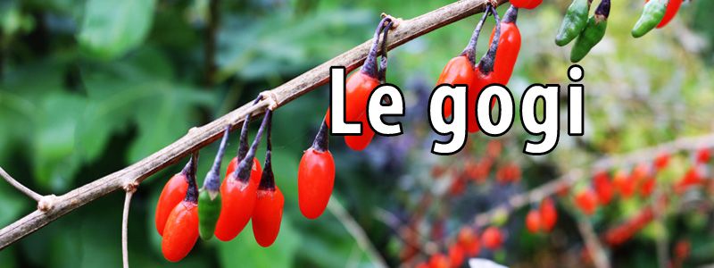 Comment récolter des baies de gogi chez vous facilement