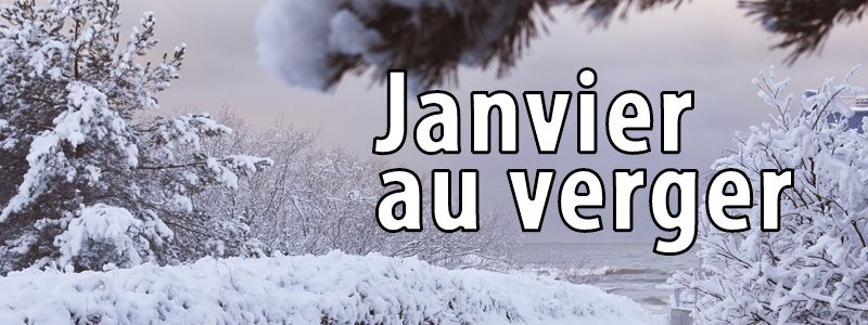 Travaux de janvier au verger bio