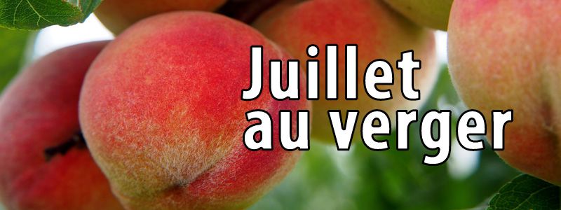 Travaux de juillet au verger