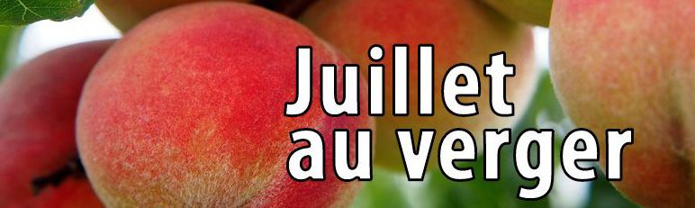 Travaux de juillet au verger