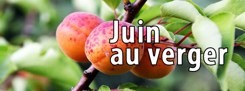 Travaux de juin au verger bio