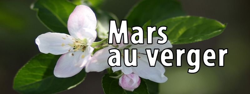 Travaux de mars au verger bio