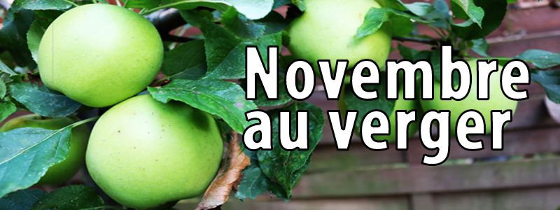 Travaux de novembre au verger bio