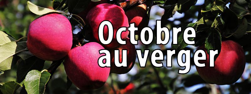 Travaux d'octobre au verger bio