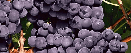 VIGNE ROBUSTAREBE SWEETY 