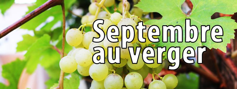 Travaux de septembre au verger bio