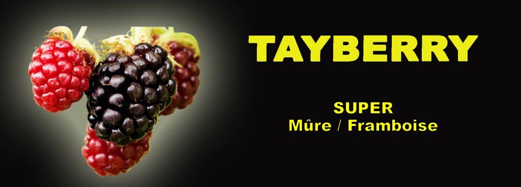 Le Framboisier - Mûrier TAYBERRY