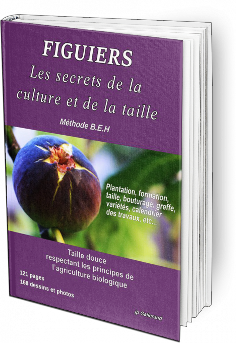 Figuiers: Les secrets de la culture et de la taille (version papier)