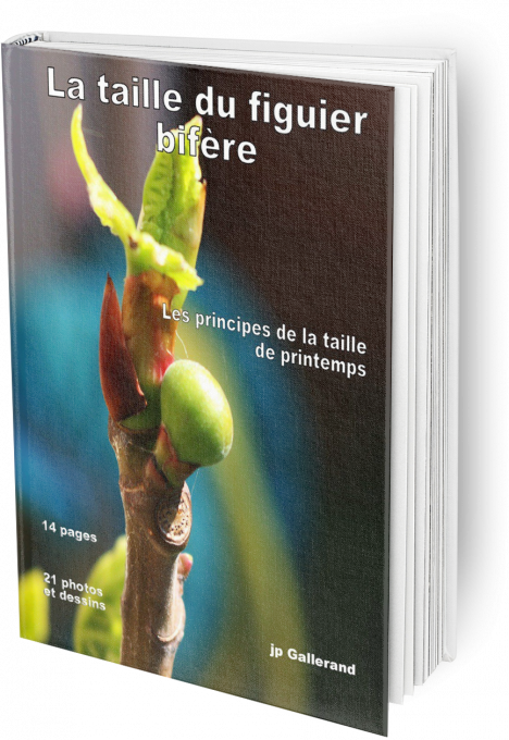 La taille du figuier bifère (e-book)