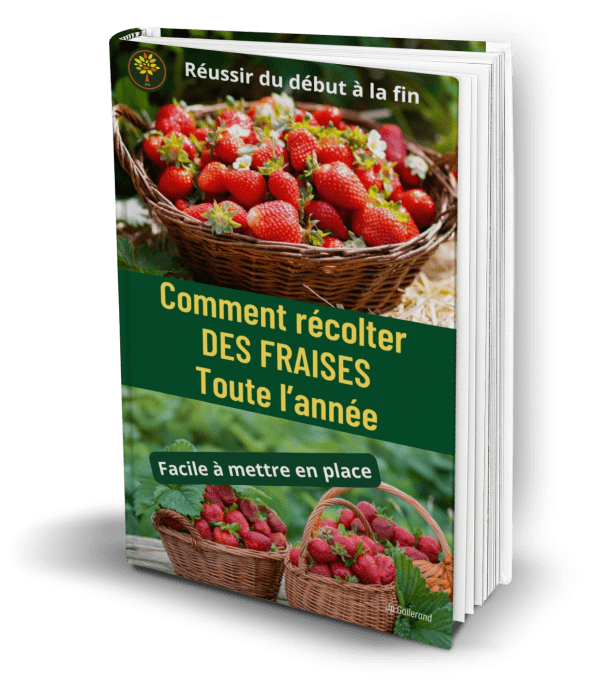 Comment récolter des fraises toute l'année