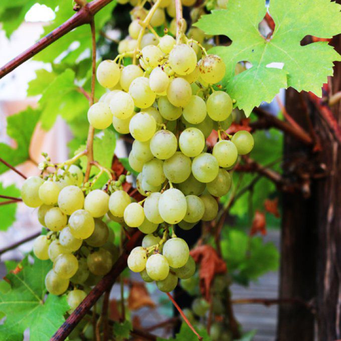 Méthode: La taille de la vigne en cordon de A à Z avec 1 e-book et 4 vidéos