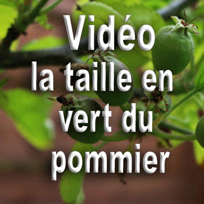 Vidéo: comment tailler en vert le pommier bio (méthode B.E.H)