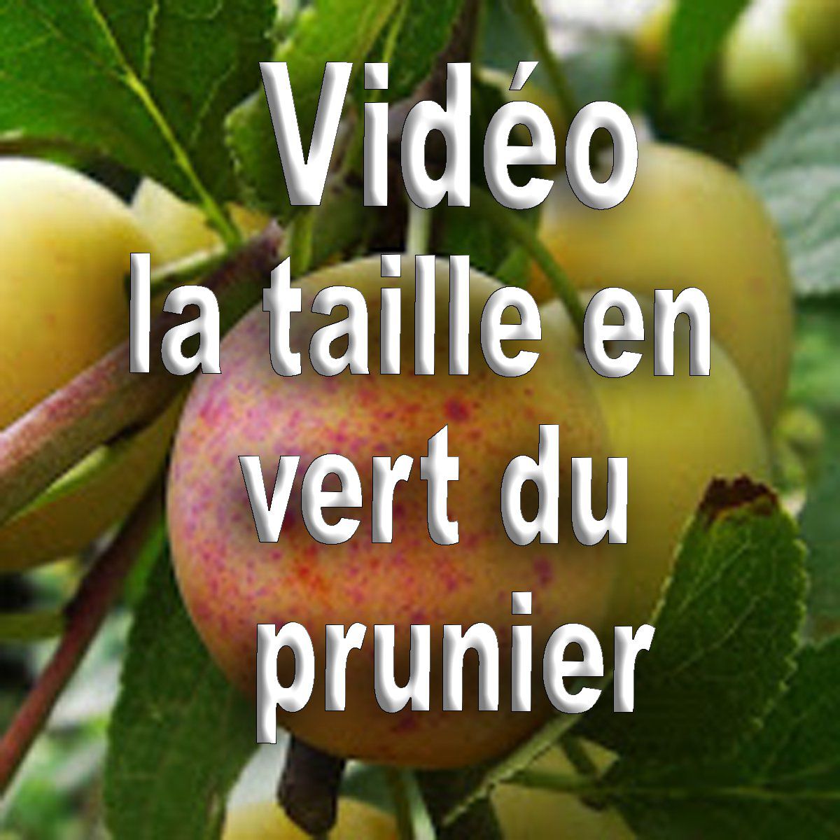 Vidéo: comment tailler en vert le prunier bio (méthode B.E.H)