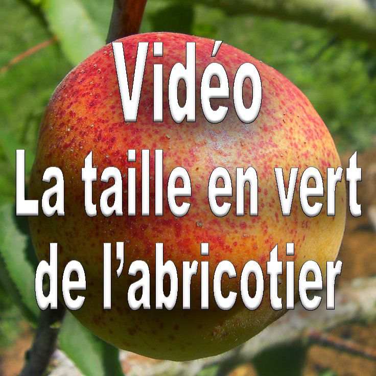 Vidéo: comment tailler en vert l'abricotier bio (méthode B.E.H)