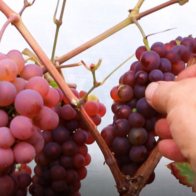 Méthode: La taille de la vigne en cordon de A à Z avec 1 e-book et 4 vidéos