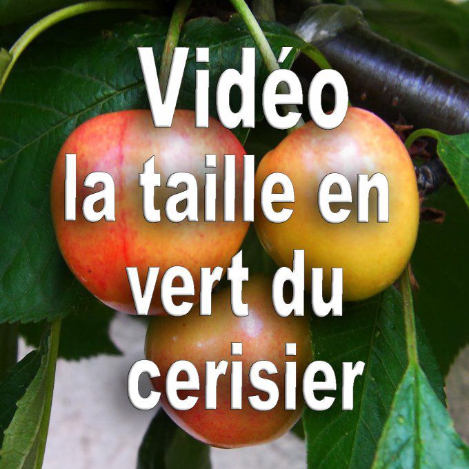 Vidéo: comment tailler en vert le cerisier bio (méthode B.E.H)