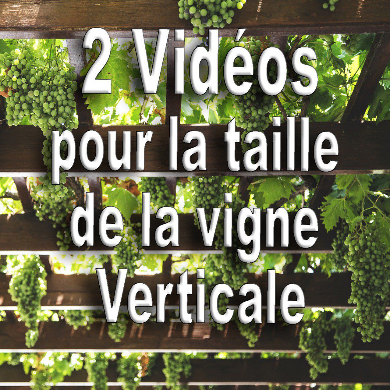 Vidéos: La taille de la vigne bio verticale (méthode B.E.H)