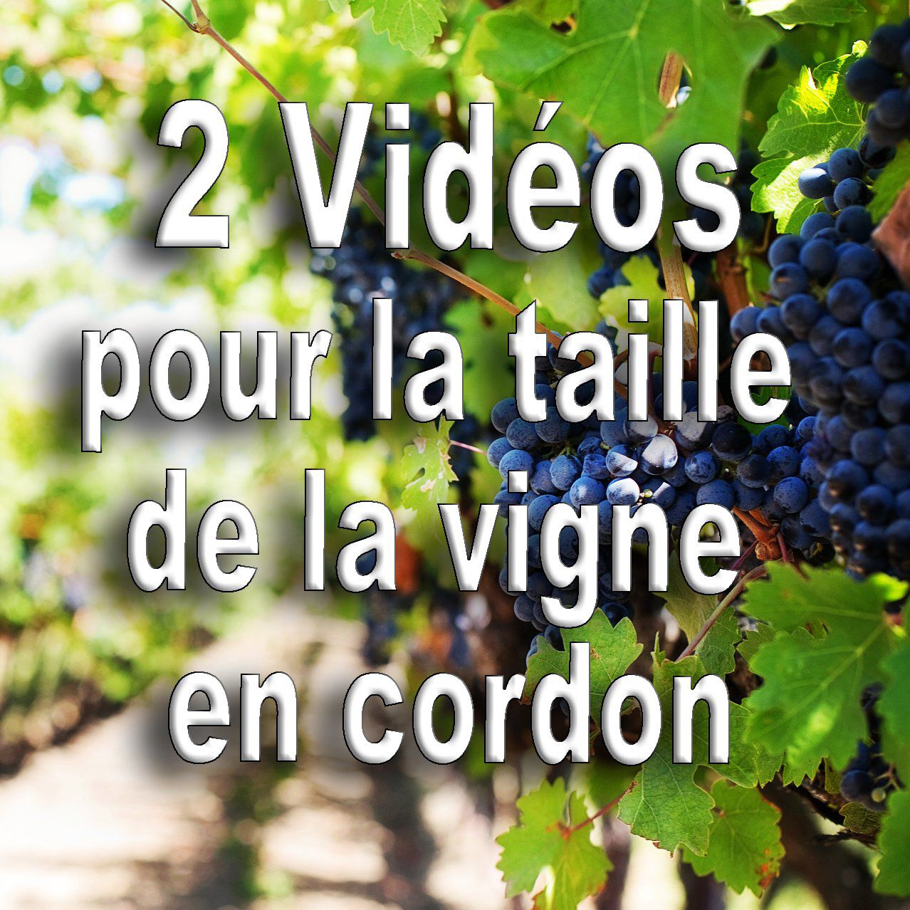Vidéos: La taille de la vigne bio en cordon (méthode B.E.H)