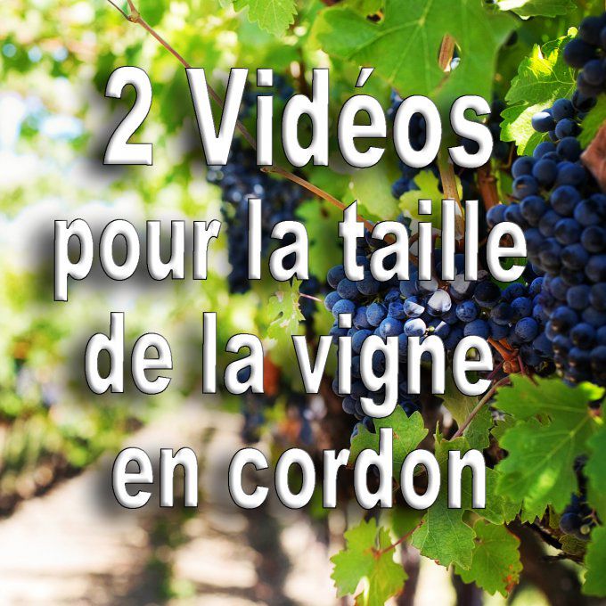 Vidéos: La taille de la vigne bio en cordon (méthode B.E.H)