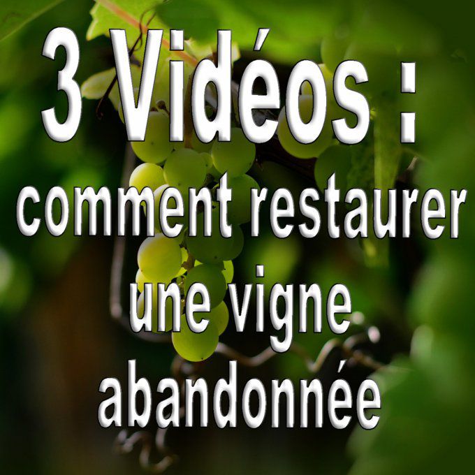 Vidéos: comment restaurer une vigne abandonnée en bio (méthode B.E.H)